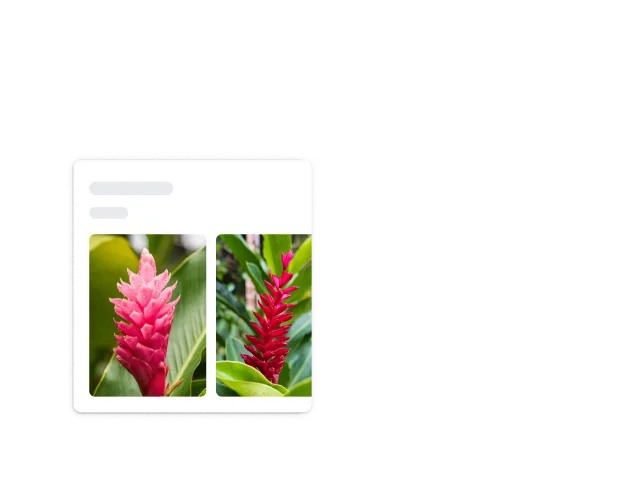 एक लाल रंग के नुकीले पौधे को एक चौकोर फ़्रेम में दिखाया गया है. इस फ़्रेम के कोने सफ़ेद रंग के हैं और गोल हैं. इस पौधे को लाल अदरक के तौर पर पहचाना गया है